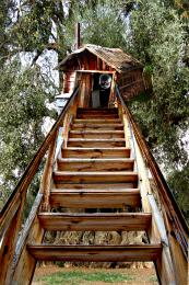 Tree Stairs